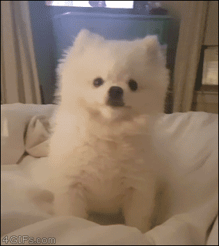 스자