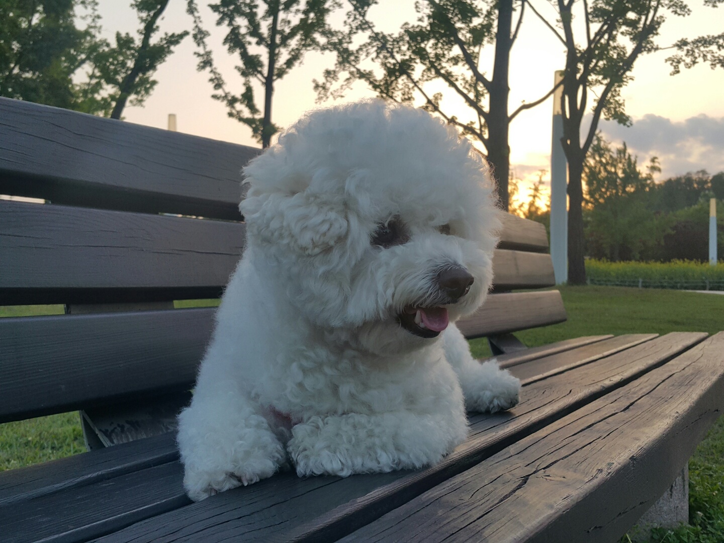 최선일