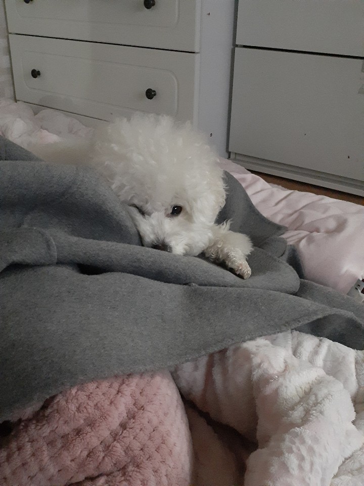 퓨미다