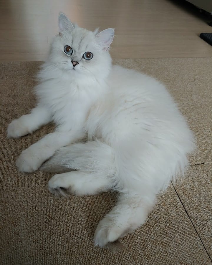 부엉부엉