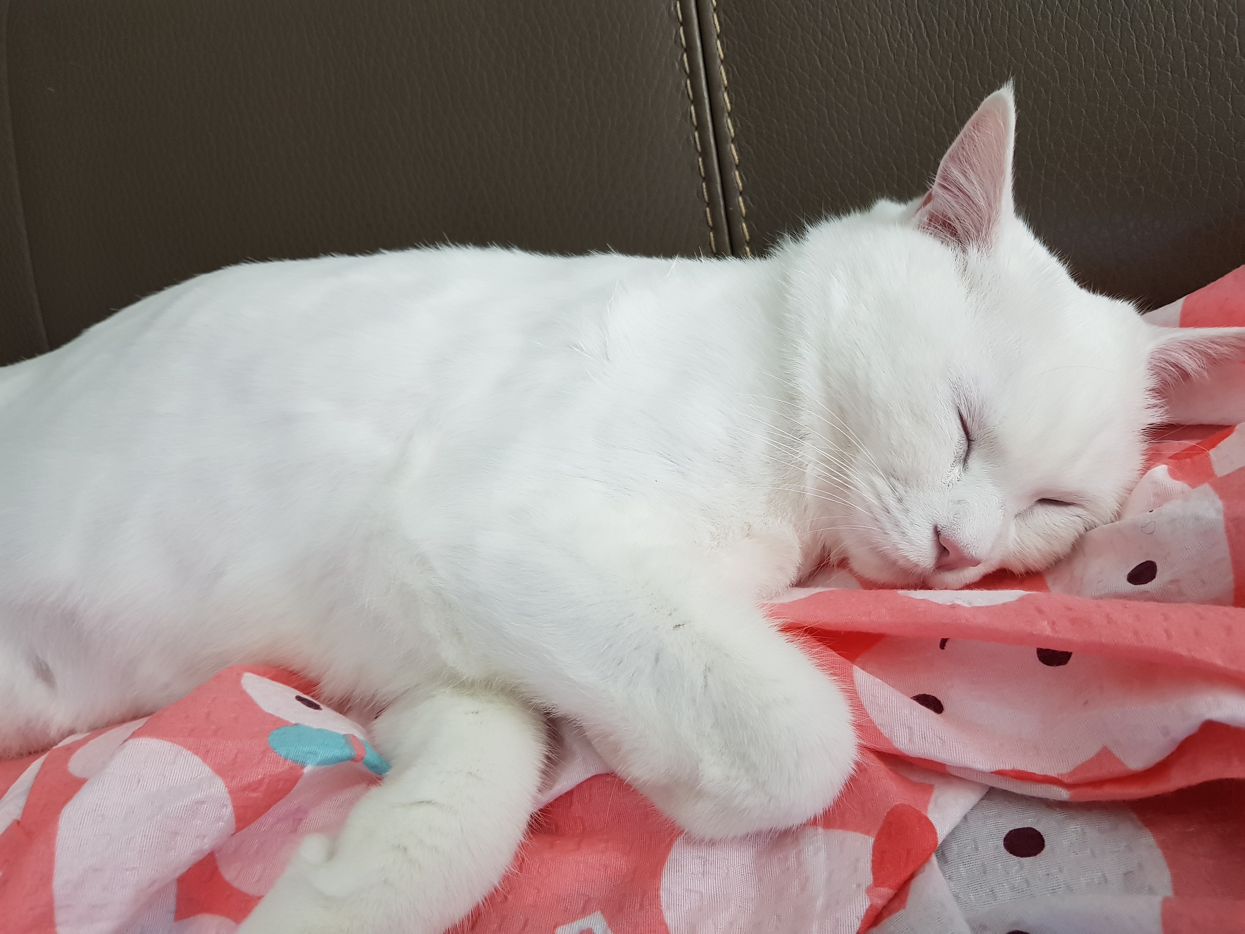 쏠지