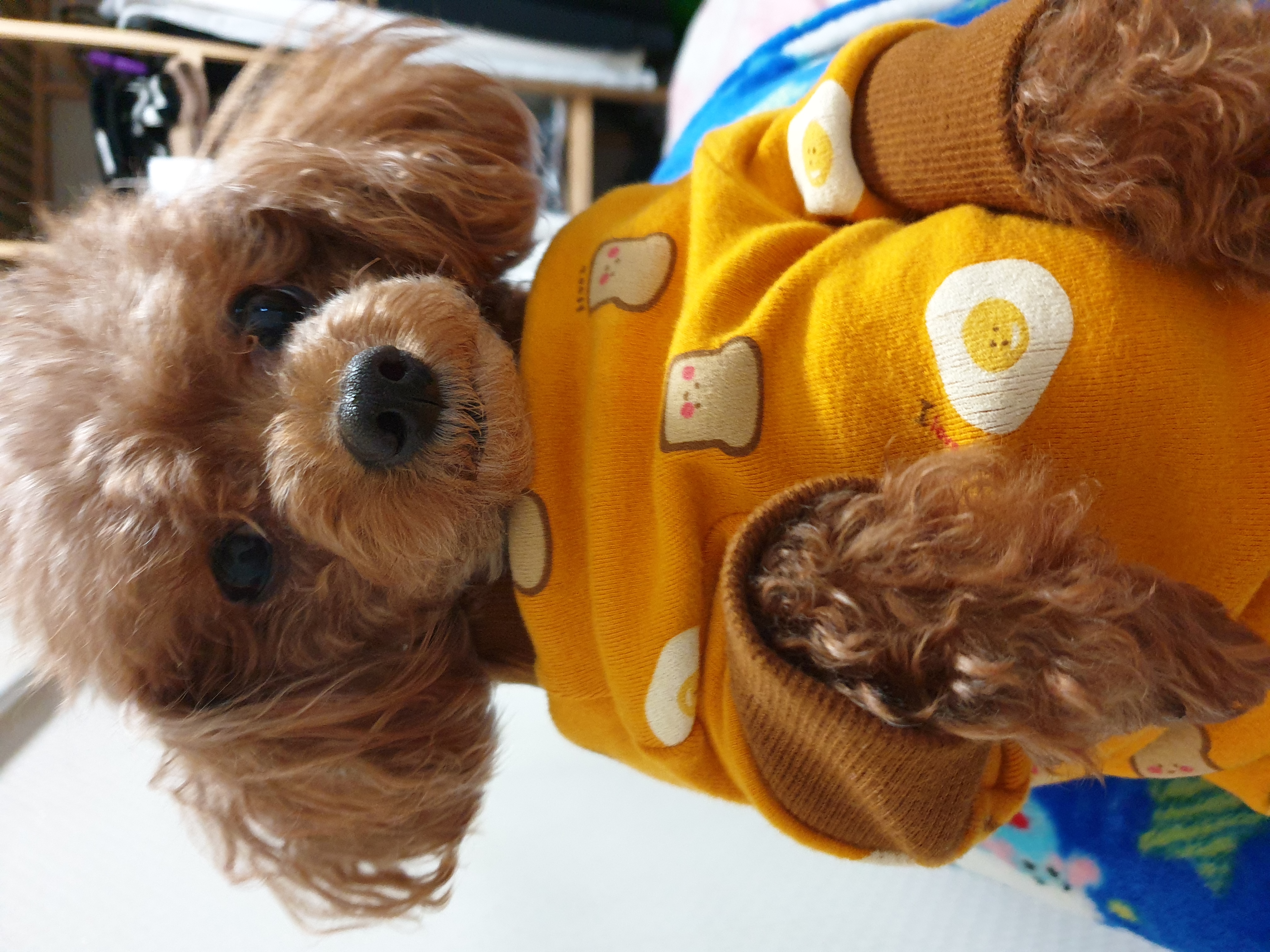 헤라파