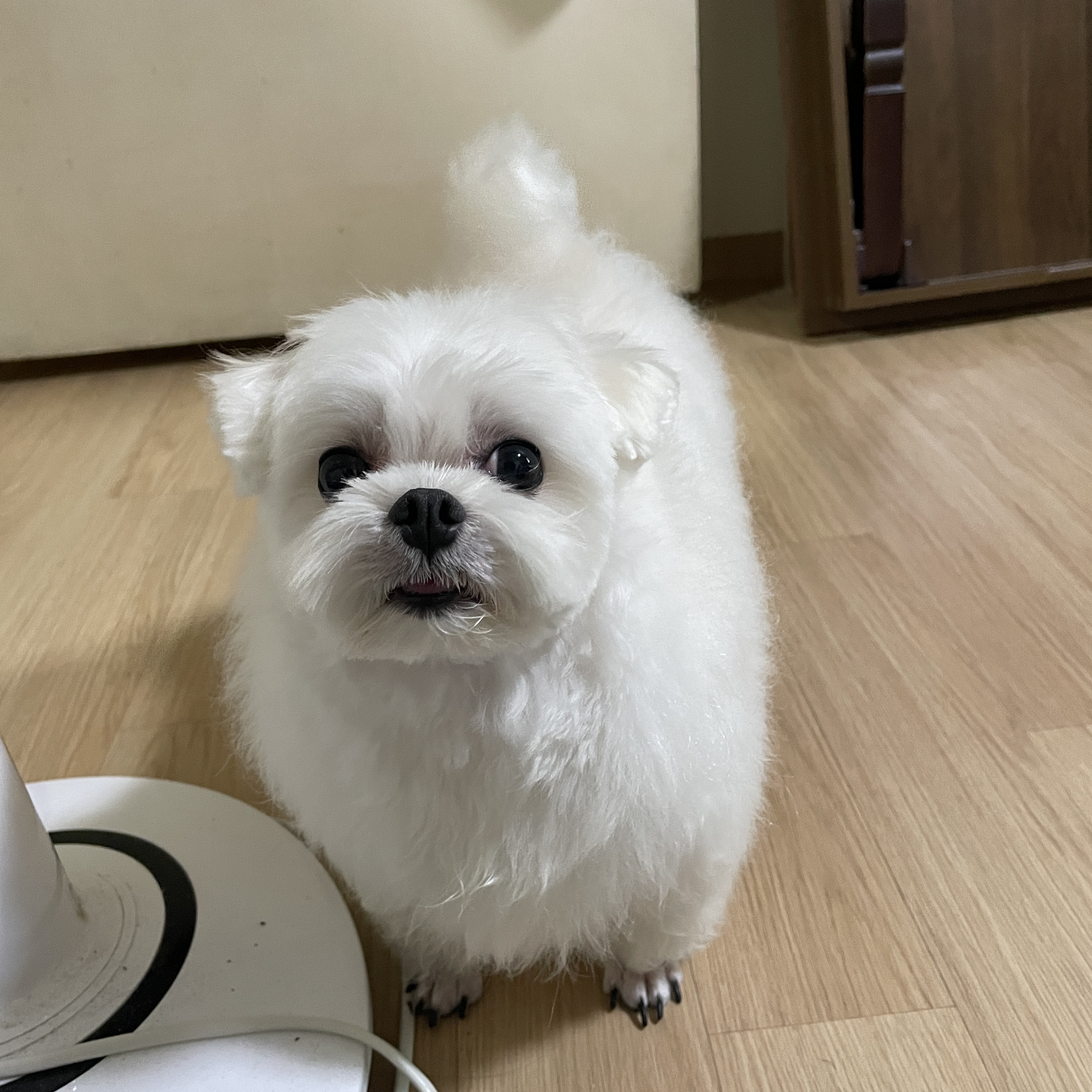 배지원