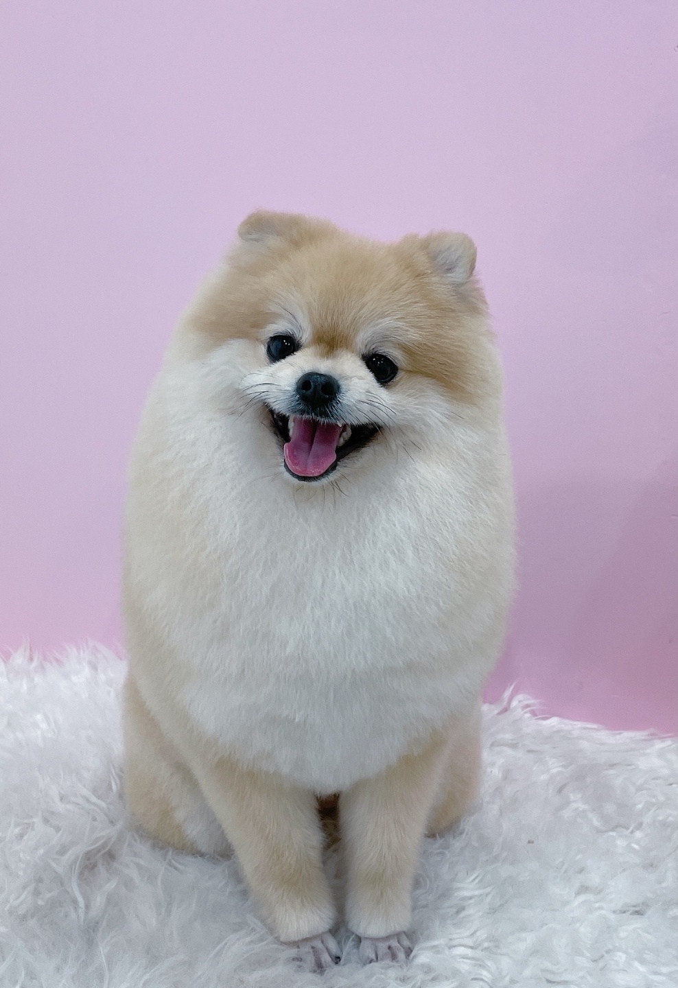 영차영차