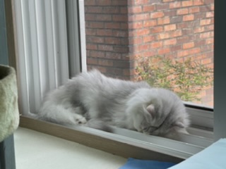 meoweun