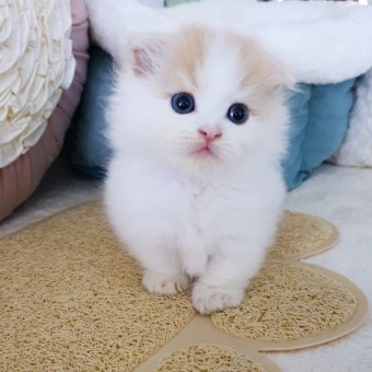 Tomioca