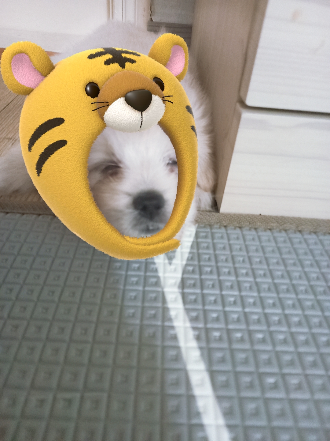신유준