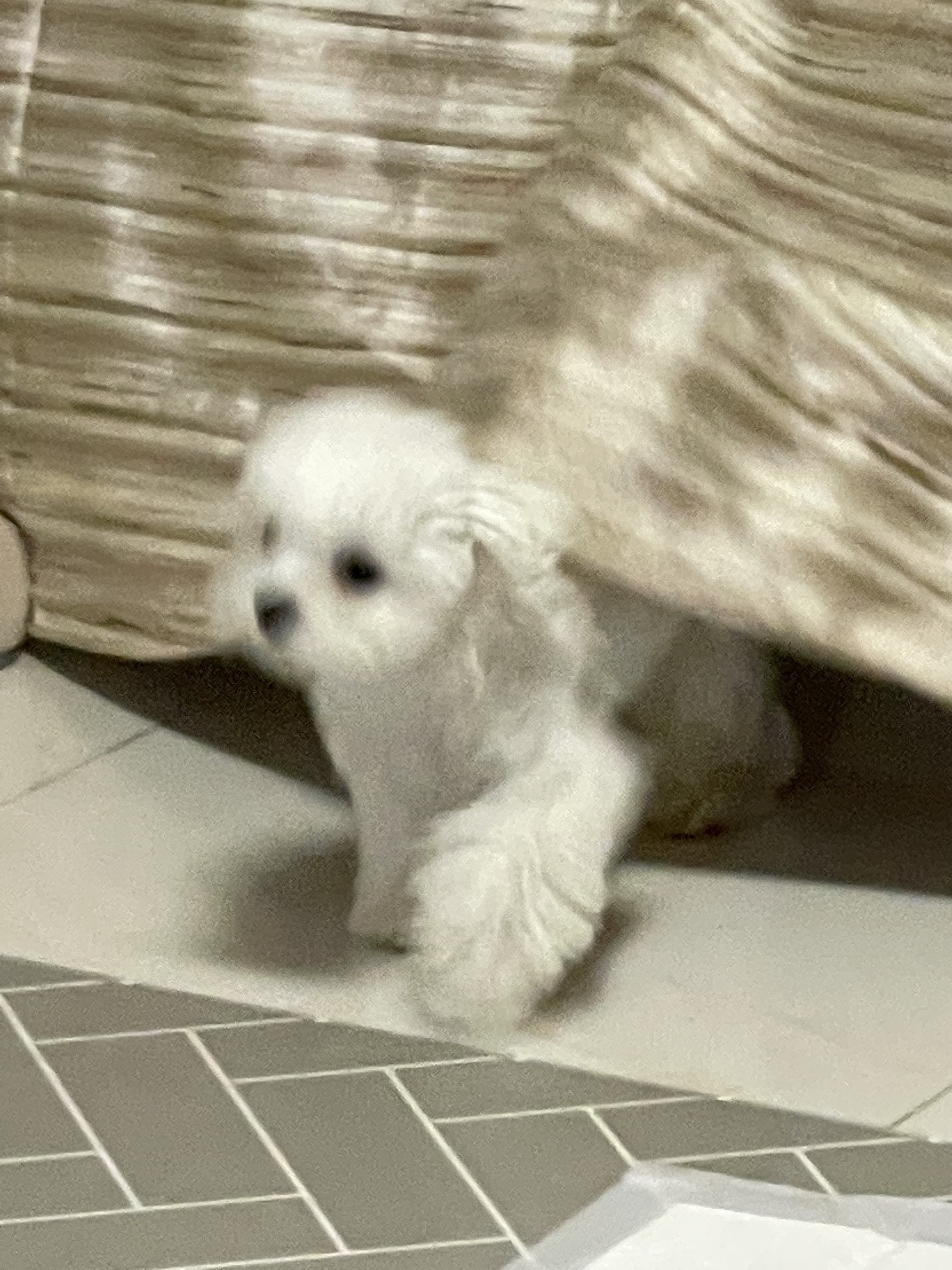 서준