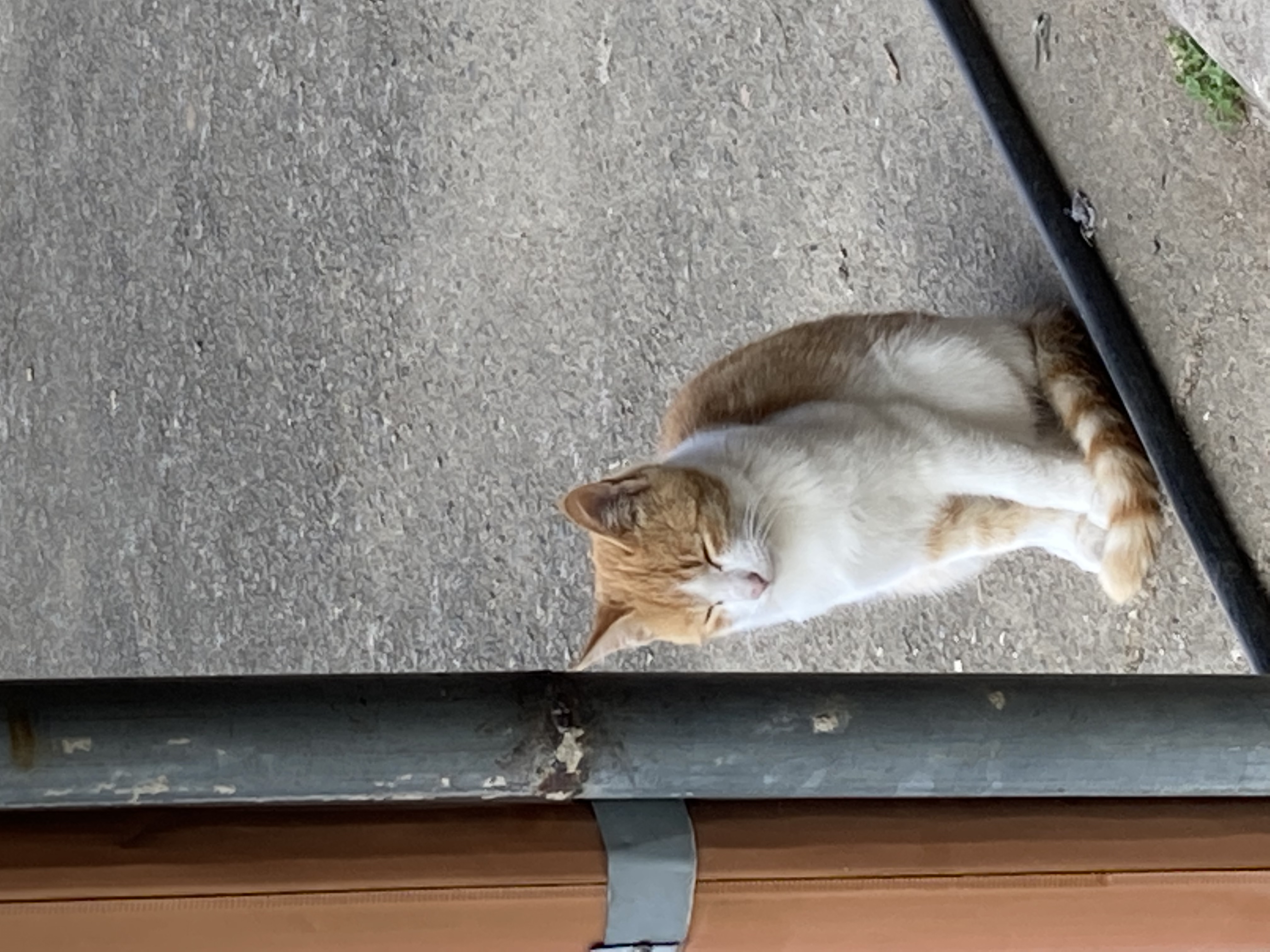 강영롱
