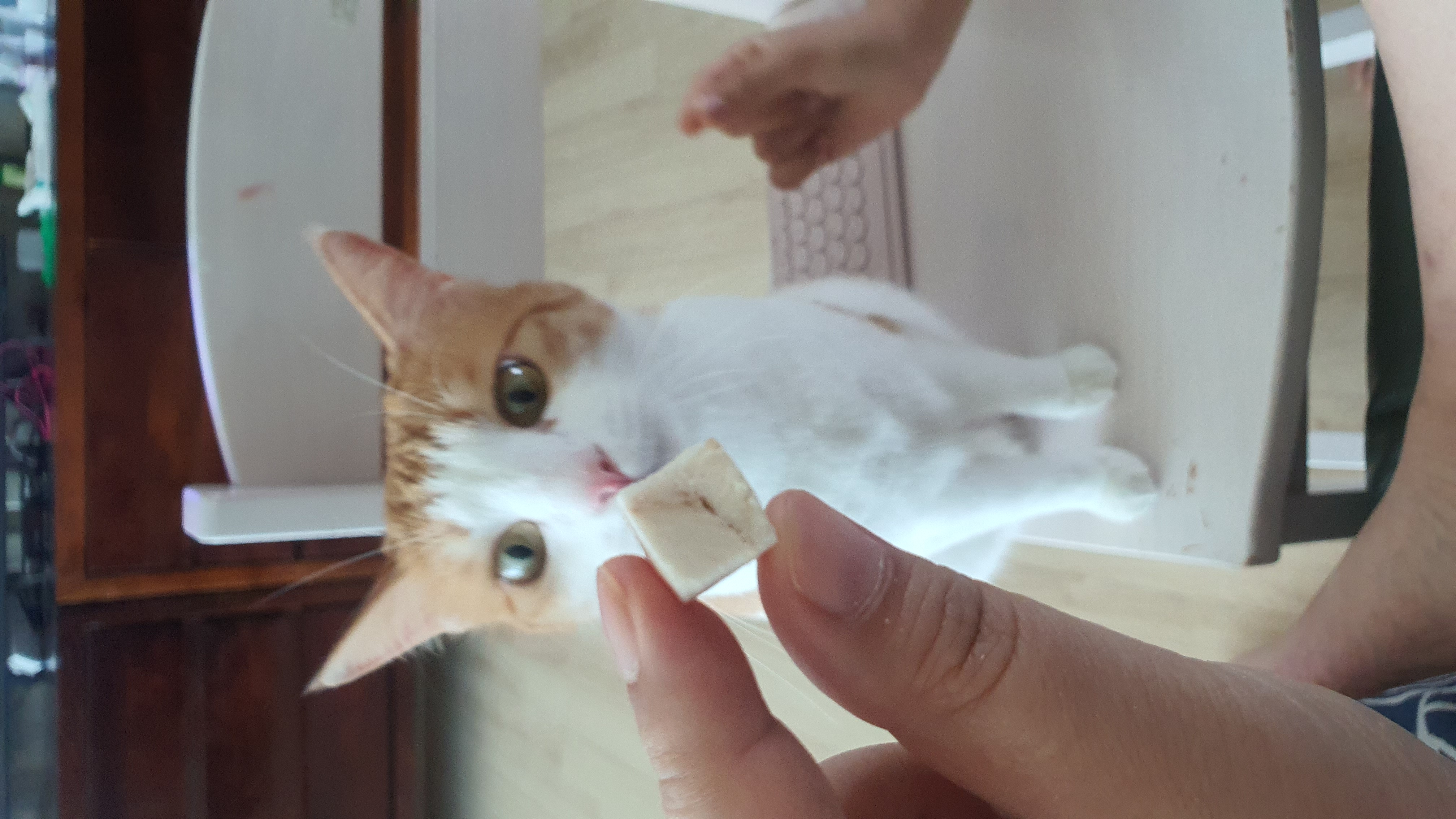 배선희
