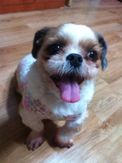 또쑨