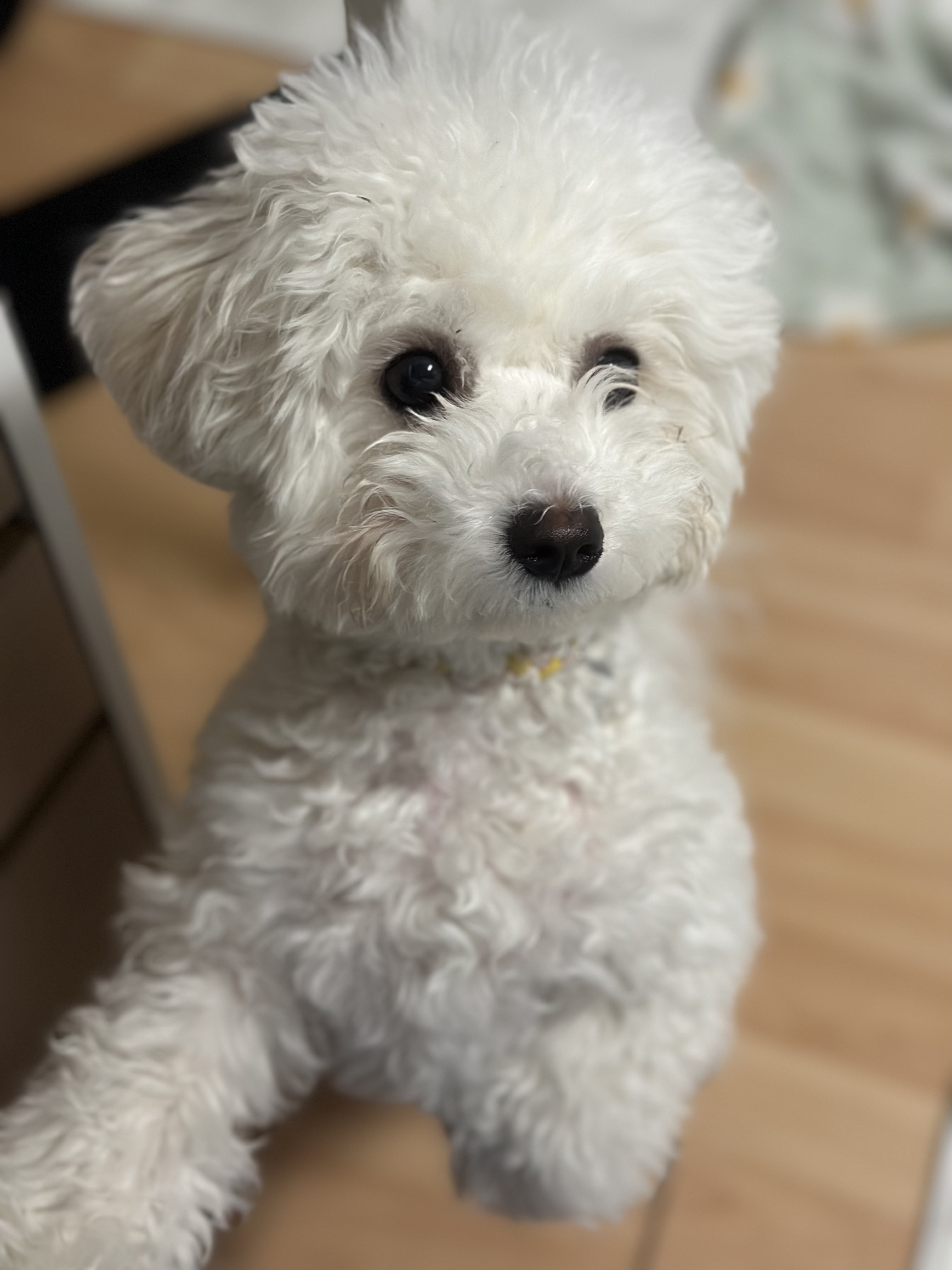이가온