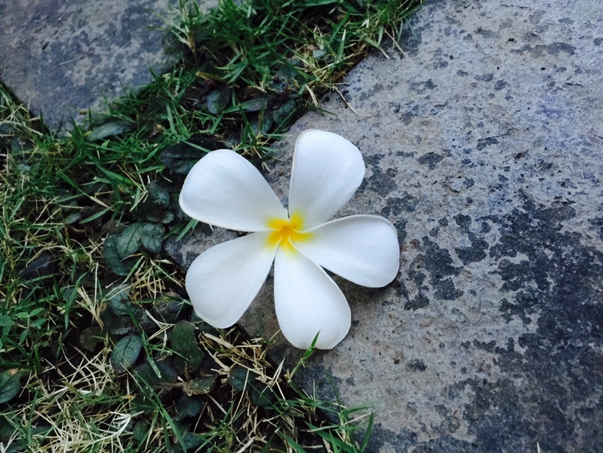 몽이몽이