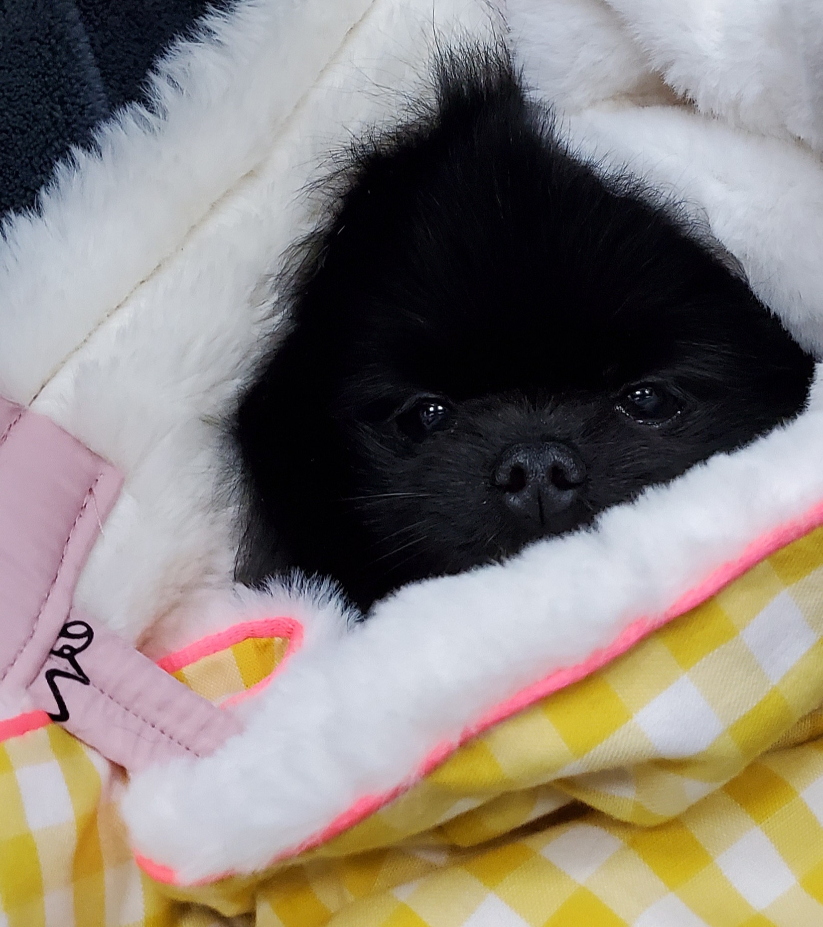 꽁주?뽀또