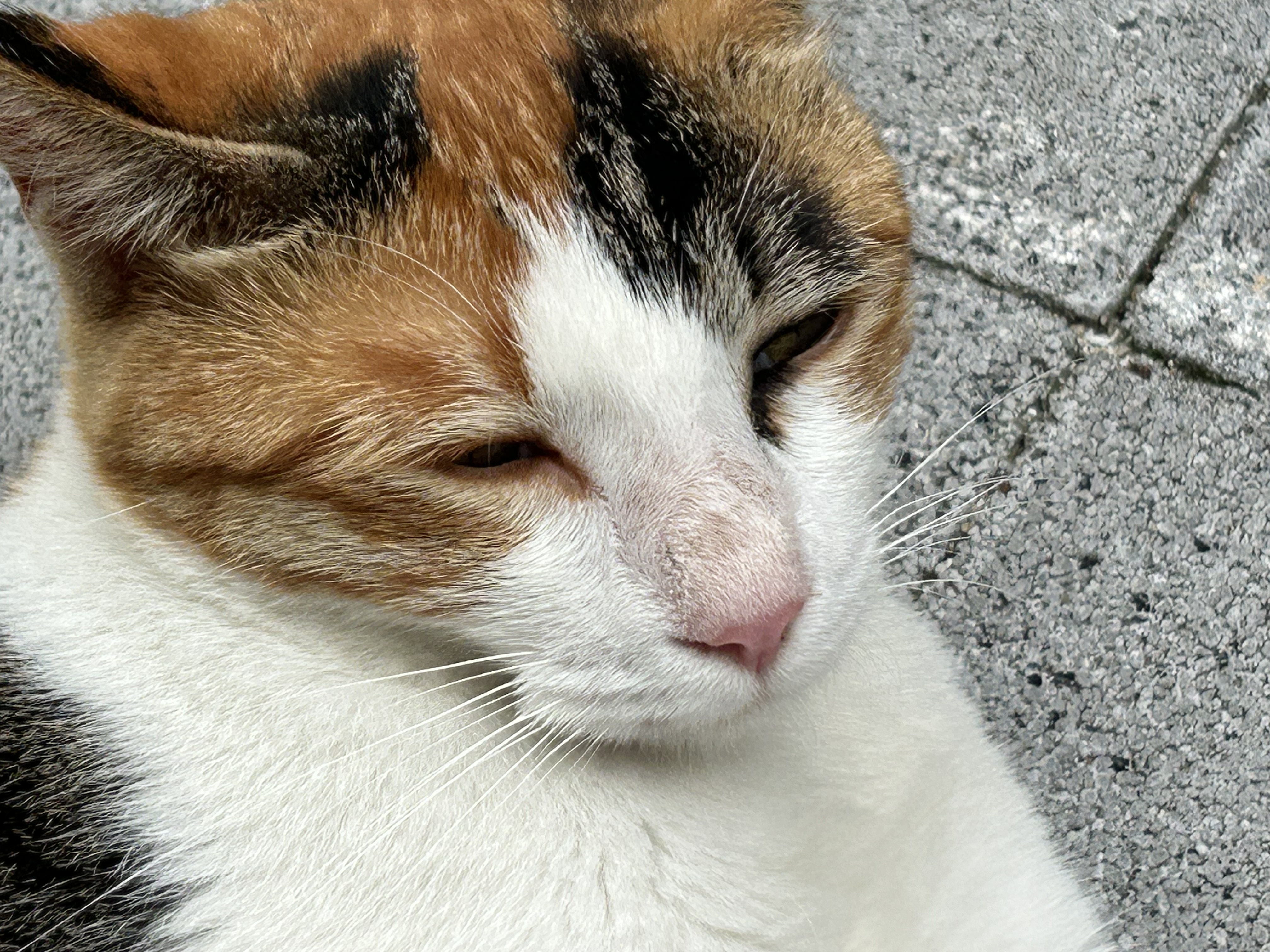 해햇