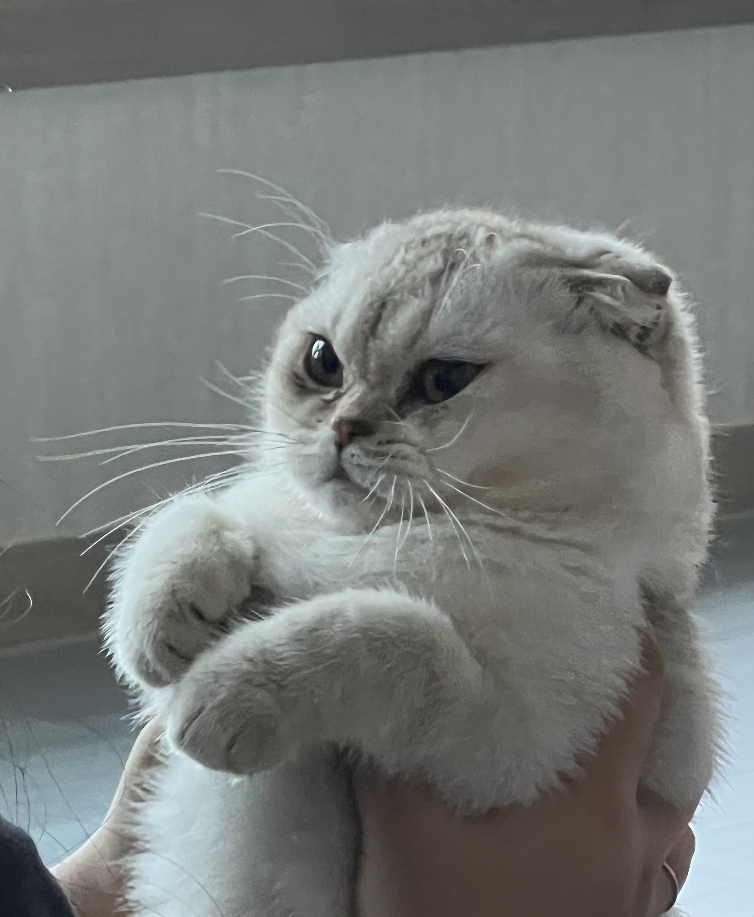강쥐끄