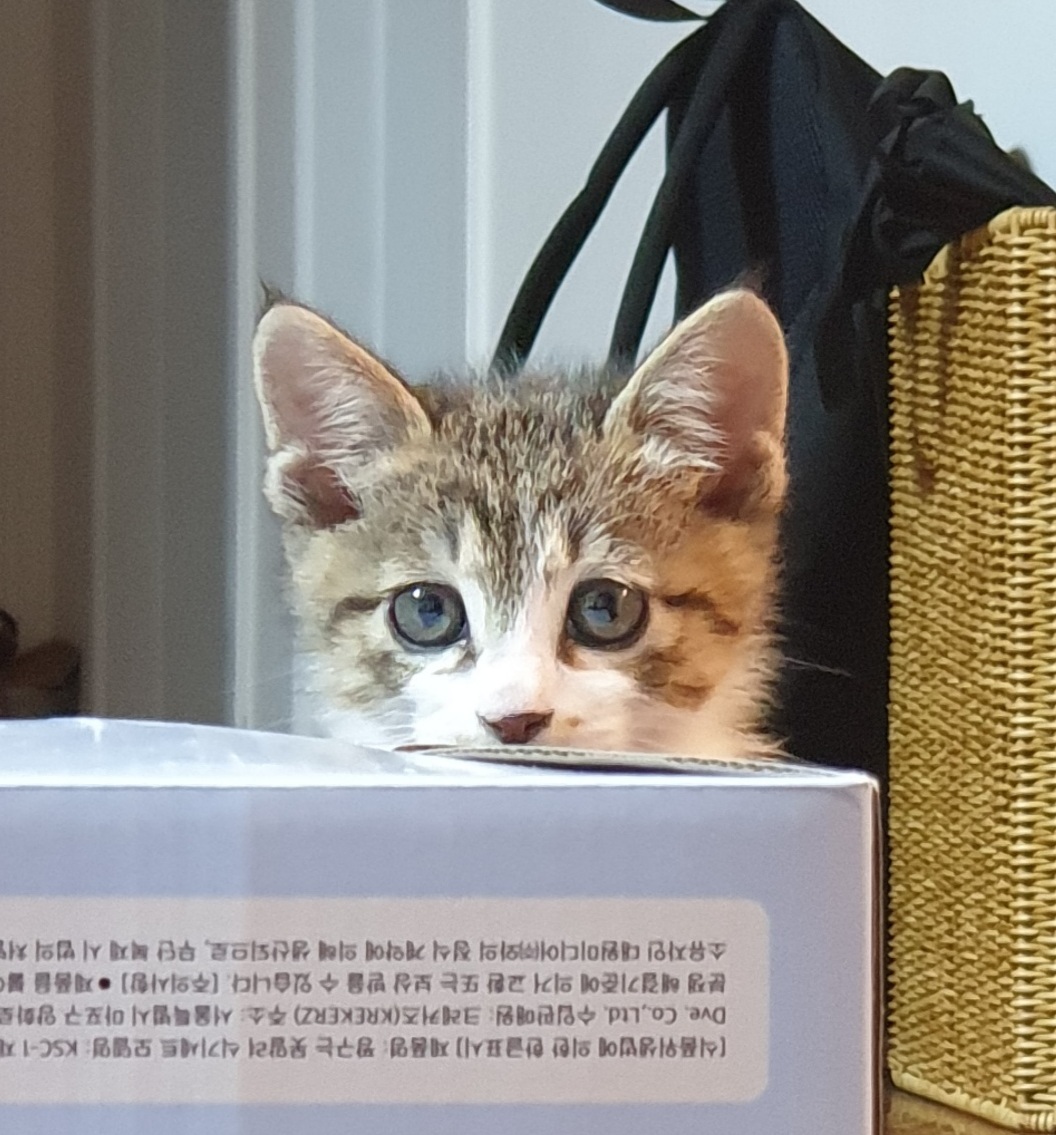 지구본