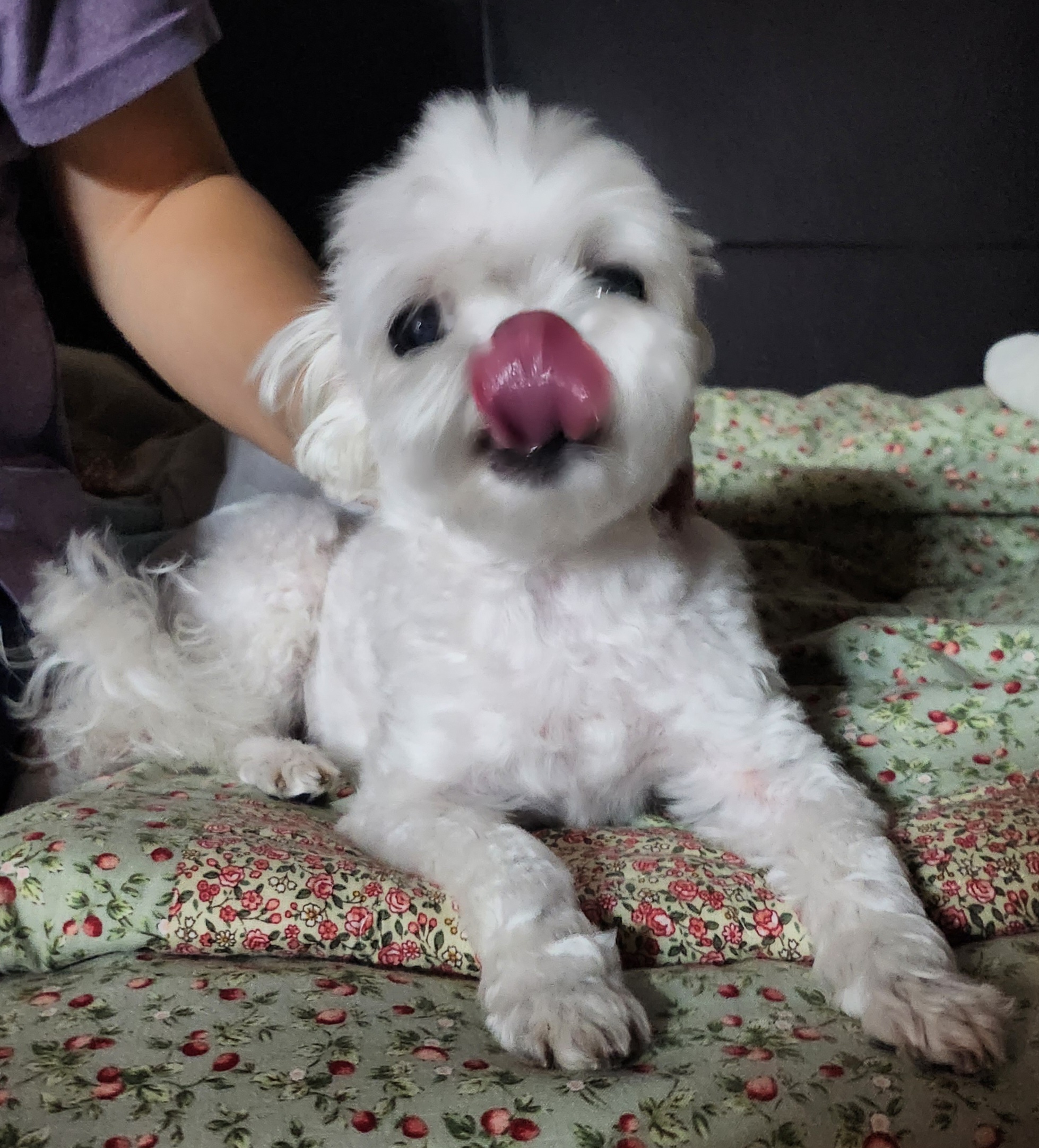 두리안1001