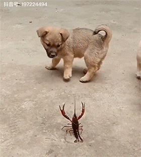 그랑데