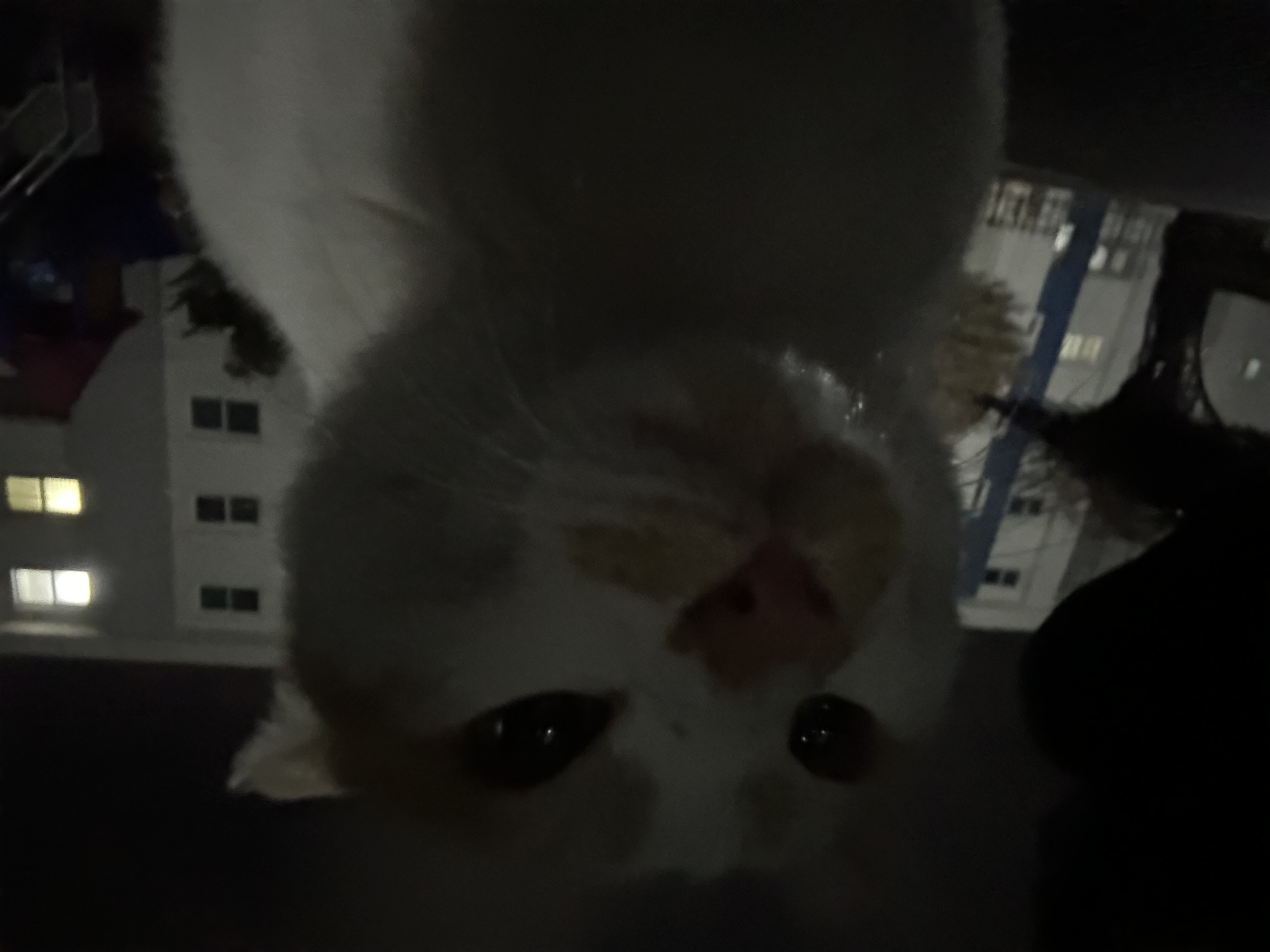 강강희