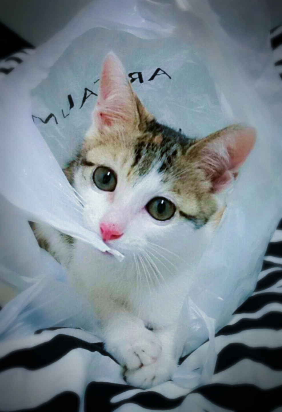 삼삼이용