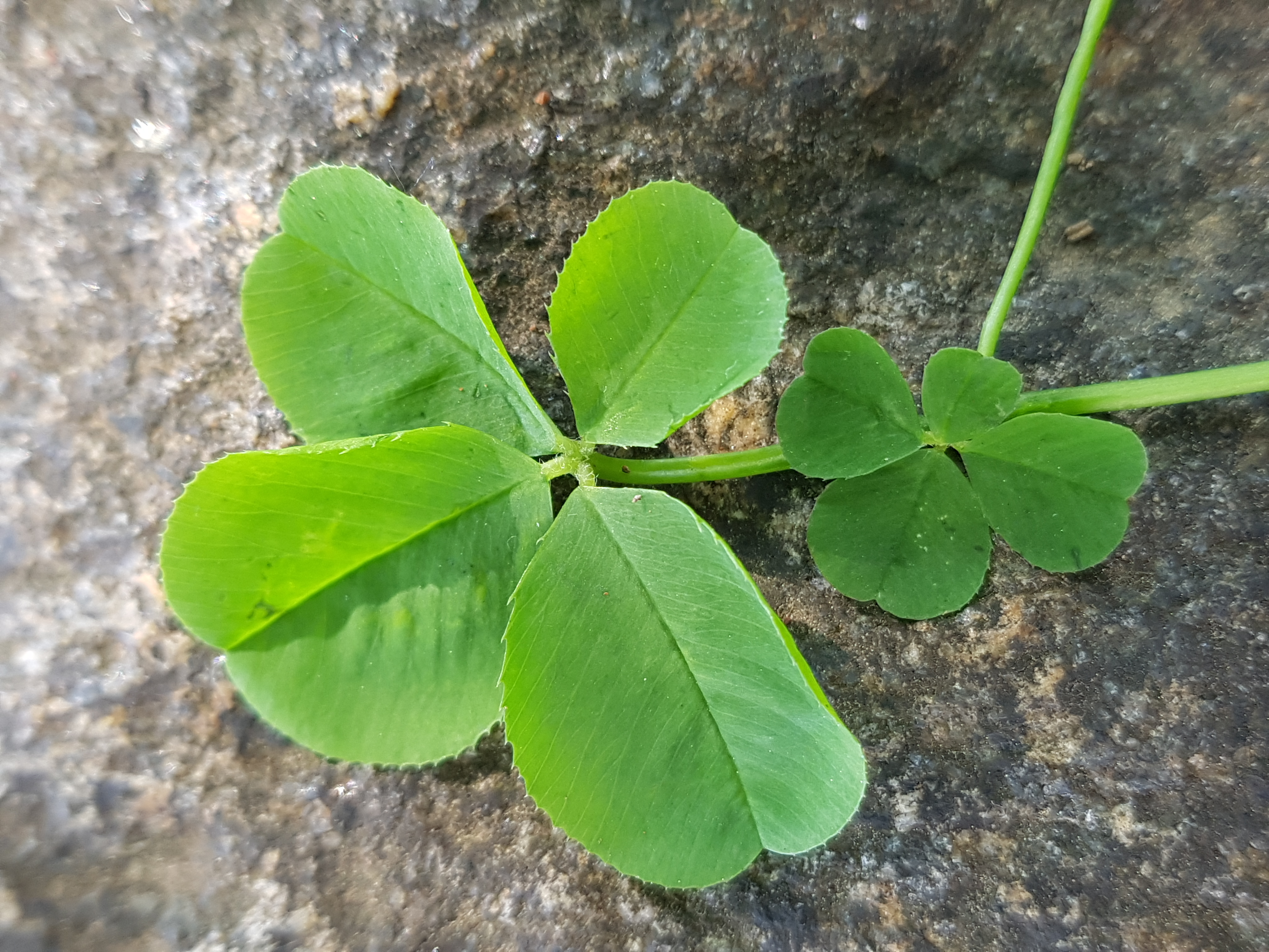반달
