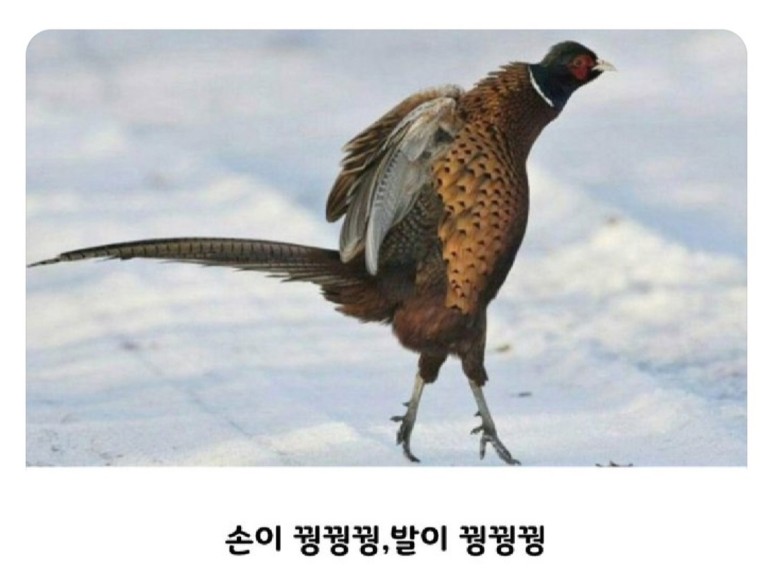 노라노리