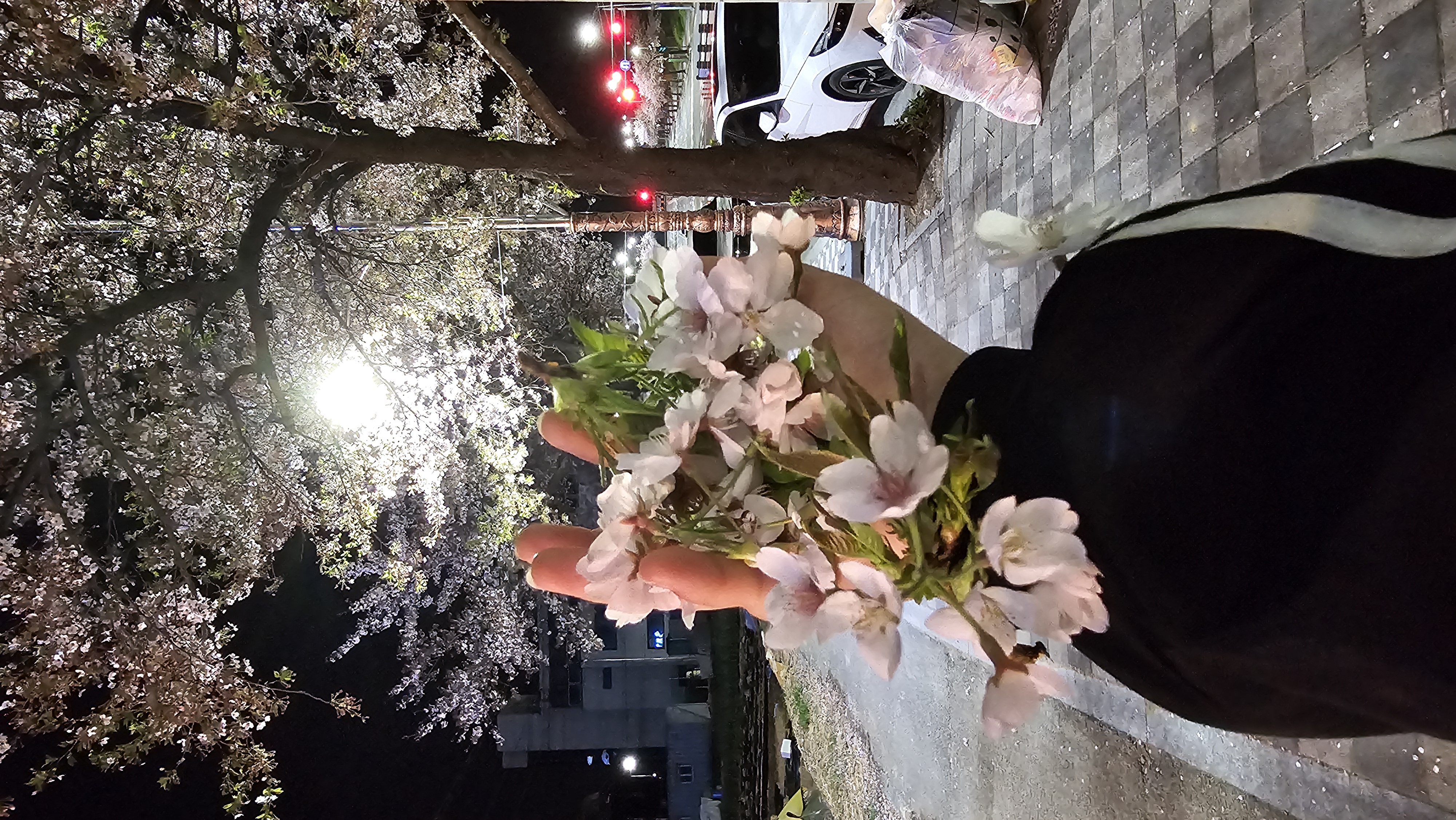 보니탱구르