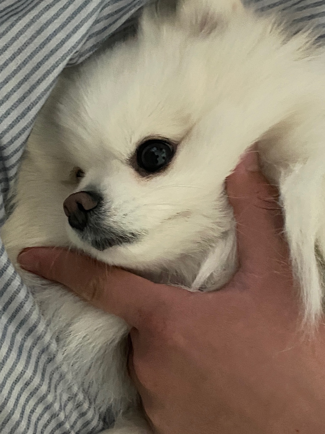 김영혁