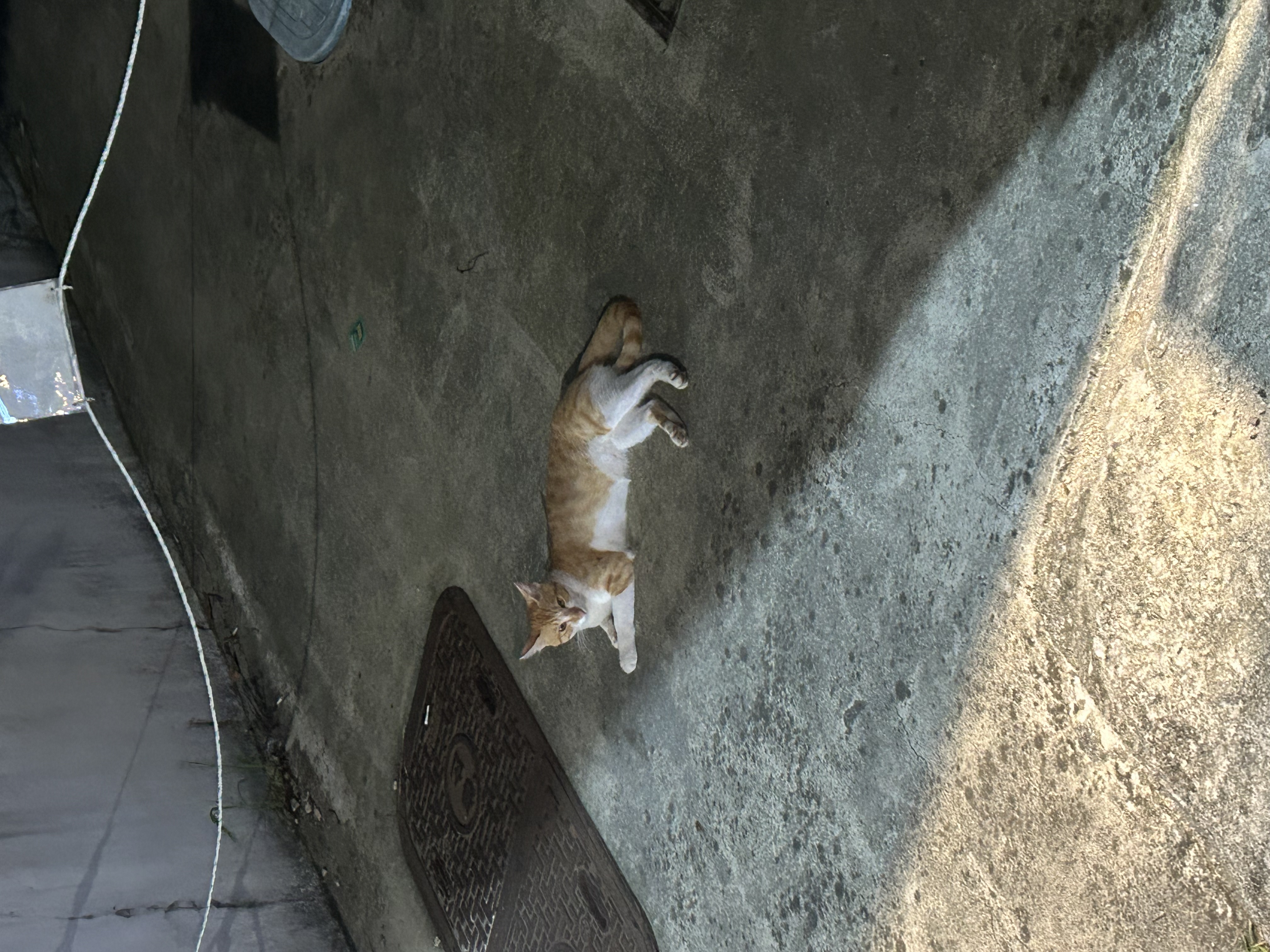 배은비