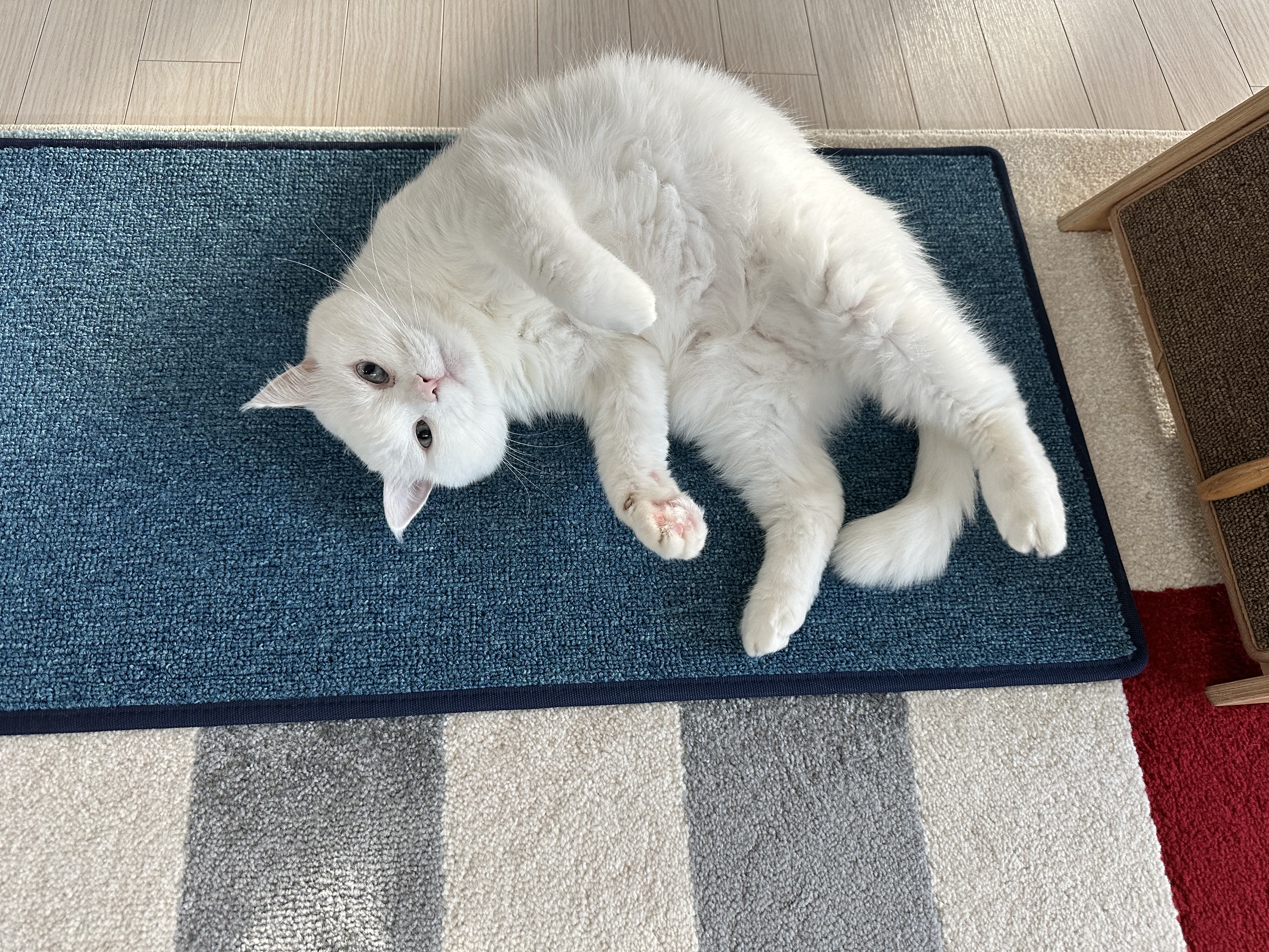 앙꼬집사