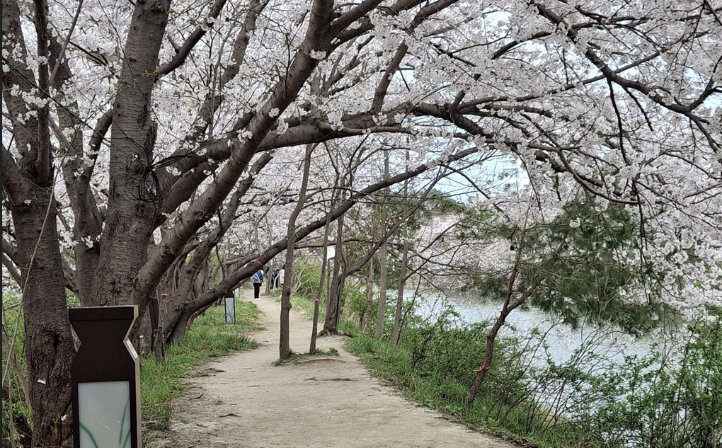 보리밭