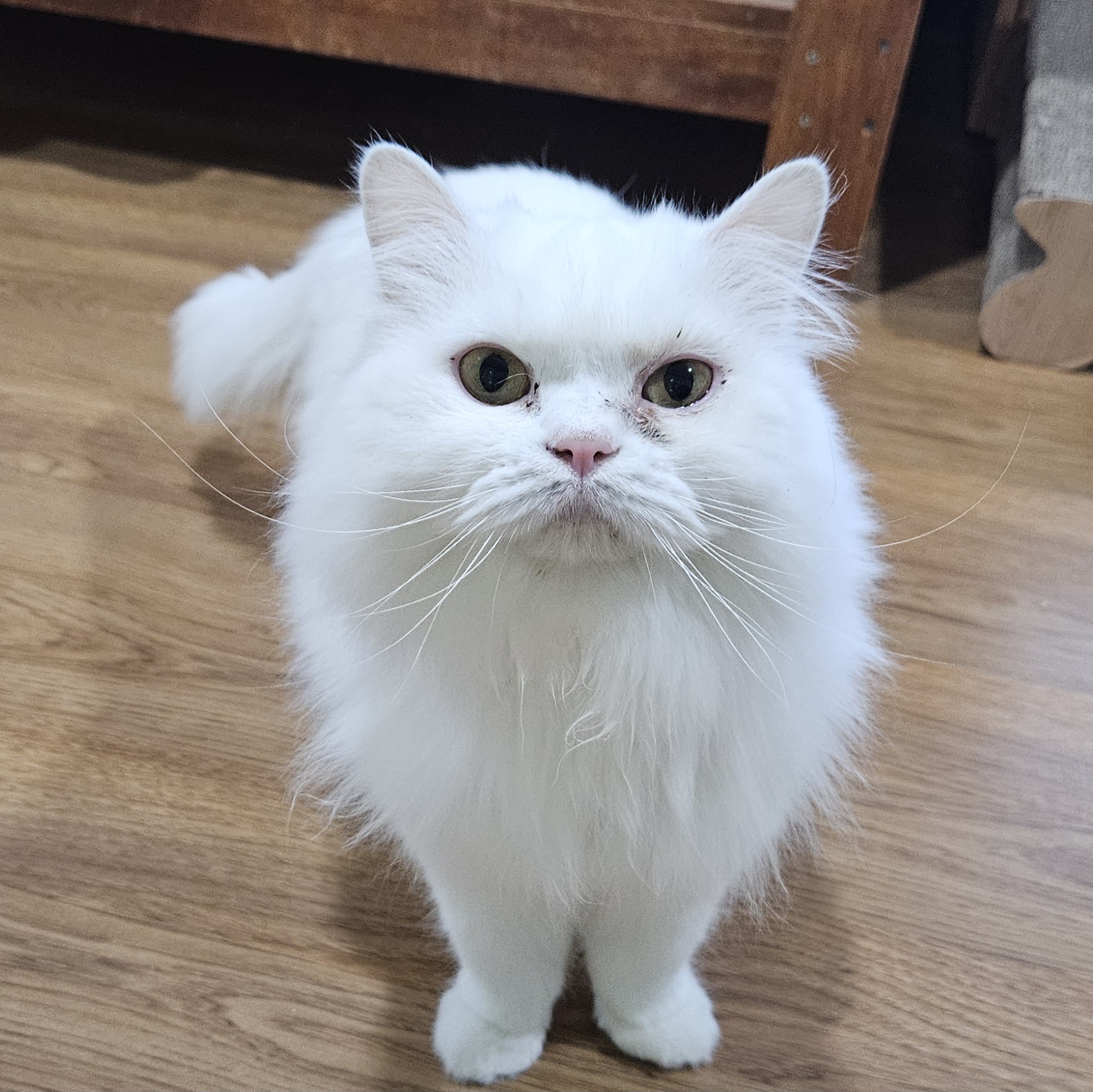 에스